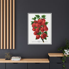Industry Gooseberry lithograph. Digitally enhanced from our own original 1900 edition plates of Botanical Specimen published by Rochester Lithographing