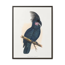 Great Black Cockatoo (Probosciger aterrimus) colored wood-engraved plate by Alexander Francis Lydon - NOMADEN ART GALLERY