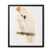 Great Salmon-Crested Cockatoo (CACATUA MOLUCCENSIS) colored wood-engraved plate by Alexander Francis Lydon. - NOMADEN ART GALLERY