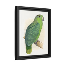 Mealy Amazon (Amazona farinosa) colored wood-engraved plate by Alexander Francis Lydon - NOMADEN ART GALLERY