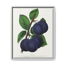 Niagara plum lithograph. Digitally enhanced from our own original 1900 edition plates of Botanical Specimen published by Rochester Lithographing - NOMADEN ART GALLERY