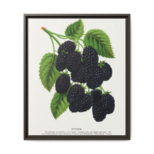 Snyder Blackberry lithograph from Botanical Specimen published by Rochester Lithographing - NOMADEN ART GALLERY