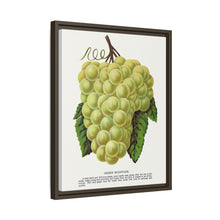 Green Mountain grape lithograph. Digitally enhanced from our own original 1900 edition plates of Botanical Specimen published by Rochester Lithographing