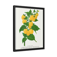 Golden queen raspberry lithograph. Digitally enhanced from our own original 1900 edition plates of Botanical Specimen published by Rochester Lithographing