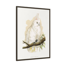 Goffin's Cockatoo (Cacatua goffiniana) colored wood-engraved plate by Alexander Francis Lydon.