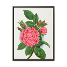 Pink rose, Salet Moss lithograph. Digitally enhanced from our own original 1900 edition plates of Botanical Specimen published by Rochester Lithographing - NOMADEN ART GALLERY
