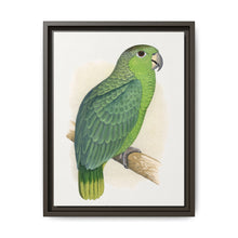 Mealy Amazon (Amazona farinosa) colored wood-engraved plate by Alexander Francis Lydon - NOMADEN ART GALLERY