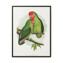 Rosy-Faced Love-Bird (Agapornis roseicollis) colored wood-engraved plate by Alexander Francis Lydon. - NOMADEN ART GALLERY