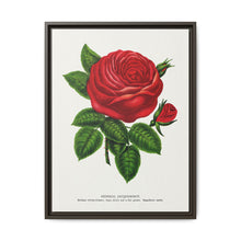Red rose, General Jacquemont flower lithograph. Digitally enhanced from our own original 1900 edition plates of Botanical Specimen published by Rochester Lithographing - NOMADEN ART GALLERY