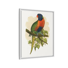 Blue Mountain Lory (Trichoglossus moluccanus) colored wood-engraved plate by Alexander Francis Lydon.