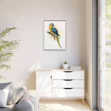 Blue and Yellow Macaw (Ara ararauna) colored wood-engraved plate by Alexander Francis Lydon