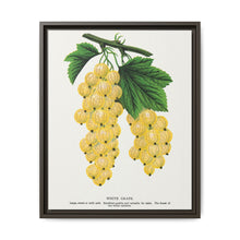 White grape lithograph. Digitally enhanced from our own original 1900 edition plates of Botanical Specimen published by Rochester Lithographing - NOMADEN ART GALLERY