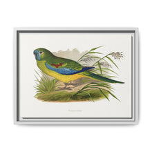 Turquoisine (Neophema pulchella) colored wood-engraved plate by Alexander Francis Lydon - NOMADEN ART GALLERY