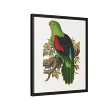 Red-winged parakeet (Aprosmictus erythropterus) colored wood-engraved plate by Alexander Francis Lydon
