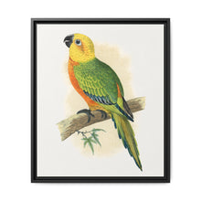 Jendaya Conure (Aratinga jandaya) colored wood-engraved plate by Alexander Francis Lydon. - NOMADEN ART GALLERY