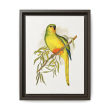 Orange-Bellied Parrakeet (Neophema chrysogaster) colored wood-engraved plate by Alexander Francis Lydon. - NOMADEN ART GALLERY