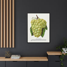 Green Mountain grape lithograph. Digitally enhanced from our own original 1900 edition plates of Botanical Specimen published by Rochester Lithographing