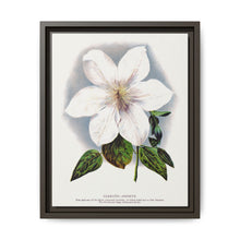 Clematis flower lithograph. Digitally enhanced from our own original 1900 edition plates of Botanical Specimen published by Rochester Lithographing - NOMADEN ART GALLERY