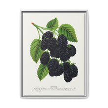 Snyder Blackberry lithograph from Botanical Specimen published by Rochester Lithographing - NOMADEN ART GALLERY