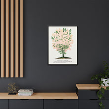 Purple Fringe tree lithograph. Digitally enhanced from our own original 1900 edition plates of Botanical Specimen published by Rochester Lithographing