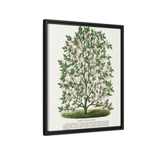Hardy Magnolia tree lithograph. Digitally enhanced from our own original 1900 edition plates of Botanical Specimen published by Rochester Lithographing