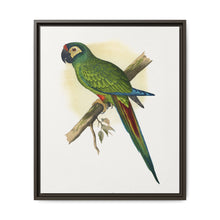 llliger's Macaw (Primolius maracana) colored wood-engraved plate by Alexander Francis Lydon - NOMADEN ART GALLERY