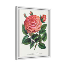 Pink rose, Glorie de Dijon lithograph. Digitally enhanced from our own original 1900 edition plates of Botanical Specimen published by Rochester Lithographing
