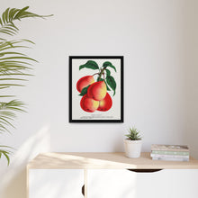 Vermont Beauty pear lithograph. Digitally enhanced from our own original 1900 edition plates of Botanical Specimen published by Rochester Lithographing