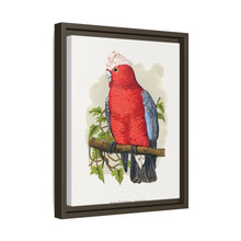 Rose-Breasted Cockatoo (Eolophus roseicapillus) colored wood-engraved plate by Alexander Francis Lydon.
