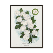 Japanese snowball flower lithograph. Digitally enhanced from our own original 1900 edition plates of Botanical Specimen published by Rochester Lithographing - NOMADEN ART GALLERY