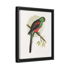 Beautiful or Paradise Parrakeet (Psephotus pulcherrimus) colored wood-engraved plate by Alexander Francis Lydon - NOMADEN ART GALLERY