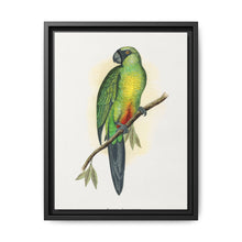 Masked Parrakeet (Prosopeia personata) colored wood-engraved plate by Alexander Francis Lydon