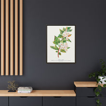 Spirea Aurea flowers lithograph. Digitally enhanced from our own original 1900 edition plates of Botanical Specimen published by Rochester Lithographing