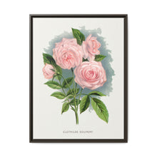 Pink rose, Clothilde Soupert lithograph. Digitally enhanced from our own original 1900 edition plates of Botanical Specimen published by Rochester Lithographing - NOMADEN ART GALLERY