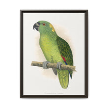 Yellow-Naped Amazon (Amazona auropalliata) colored wood-engraved plate by Alexander Francis Lydon - NOMADEN ART GALLERY