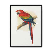 Red and Blue Macaw (Ara macao) colored wood-engraved plate by Alexander Francis Lydon - NOMADEN ART GALLERY