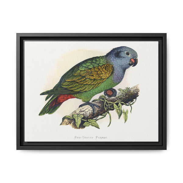 Red-Vented Parrot (Amazona martinicana) colored wood-engraved plate by Alexander Francis Lydon - NOMADEN ART GALLERY
