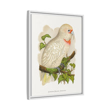 Placa xilográfica coloreada de cacatúa de pico fino (Cacatua tenuirostris) de Alexander Francis Lydon.