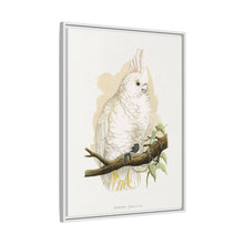 Goffin's Cockatoo (Cacatua goffiniana) colored wood-engraved plate by Alexander Francis Lydon.