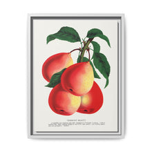 Vermont Beauty pear lithograph. Digitally enhanced from our own original 1900 edition plates of Botanical Specimen published by Rochester Lithographing - NOMADEN ART GALLERY