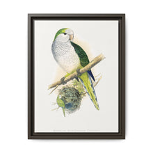 Quaker or Grey-breasted Parrakeet (Myiopsitta monachus) colored wood-engraved plate by Alexander Francis Lydon - NOMADEN ART GALLERY