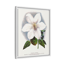 Clematis flower lithograph. Digitally enhanced from our own original 1900 edition plates of Botanical Specimen published by Rochester Lithographing