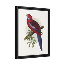 Pennant-Sittich (Platycercus elegans) farbige Holzstichplatte von Alexander Francis Lydon