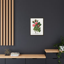 Pink roses, Crested Moss lithograph. Digitally enhanced from our own original 1900 edition plates of Botanical Specimen published by Rochester Lithographing