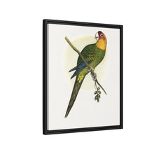 Carolina Parrot (Conuropsis carolinensis) colored wood-engraved plate by Alexander Francis Lydon.