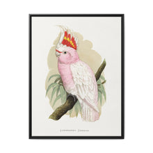 Leadbeater's Cockatoo (Lophochroa leadbeateri) colored wood-engraved plate by Alexander Francis Lydon - NOMADEN ART GALLERY