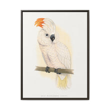 Great Salmon-Crested Cockatoo (CACATUA MOLUCCENSIS) colored wood-engraved plate by Alexander Francis Lydon. - NOMADEN ART GALLERY
