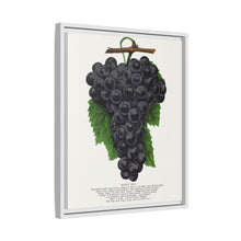 Early Ohio grape lithograph. Digitally enhanced from our own original 1900 edition plates of Botanical Specimen published by Rochester Lithographing