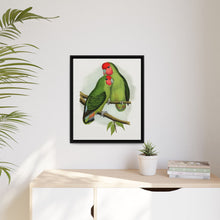 Rosy-Faced Love-Bird (Agapornis roseicollis) colored wood-engraved plate by Alexander Francis Lydon.