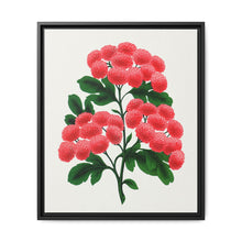 Paul's New Double Flowering Thorn lithograph. Digitally enhanced from our own original 1900 edition plates of Botanical Specimen published by Rochester Lithographing - NOMADEN ART GALLERY